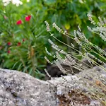 Celtis - Mediterranean Reverie Near Dubrovnik *