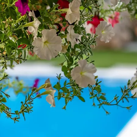 Willa Celtis - Mediterranean Reverie Near Dubrovnik