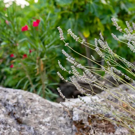 Celtis - Mediterranean Reverie Near Dubrovnik *