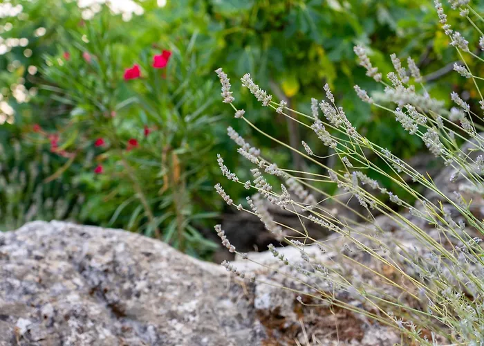 Celtis - Mediterranean Reverie Near Dubrovnik *